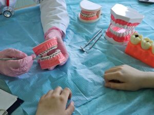 Dental professional holding model with braces during consultation 